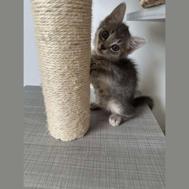 Photo of Captain Meow Gan 
