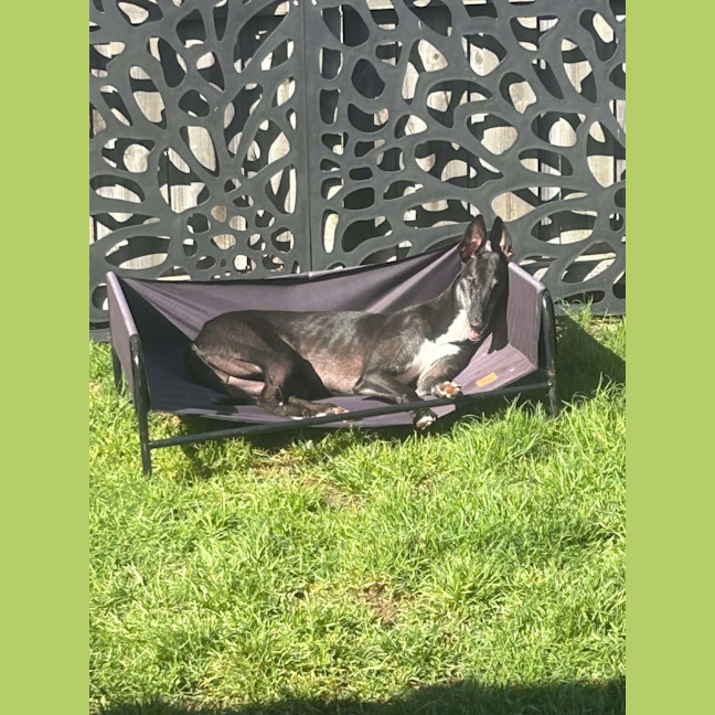 Photo of Aussie, The Greyhound