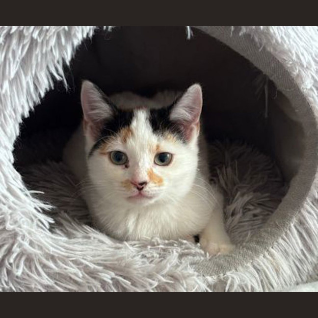 Photo of Pepper