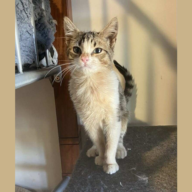 Photo of Pancake