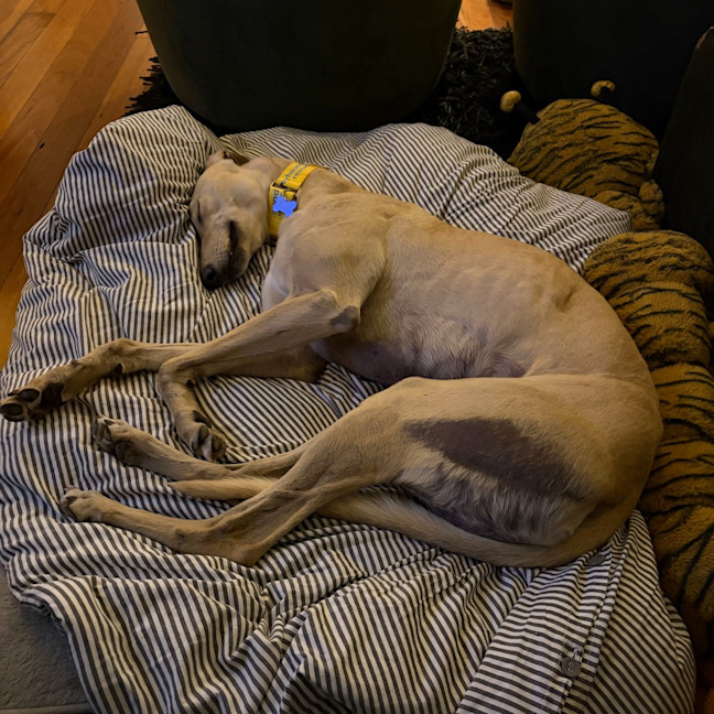 Photo of Pierre