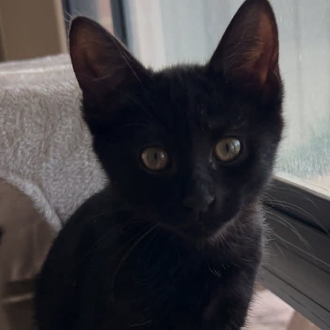 Photo of Salem