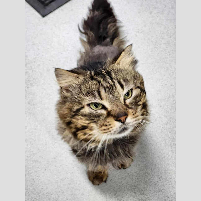 Photo of 🐟 Mahi Mahi 6469 🐟