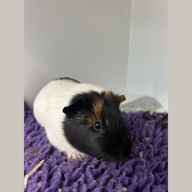 Photo of Chutney