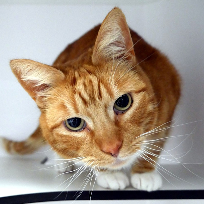 Photo of Huckleberry Sua012814