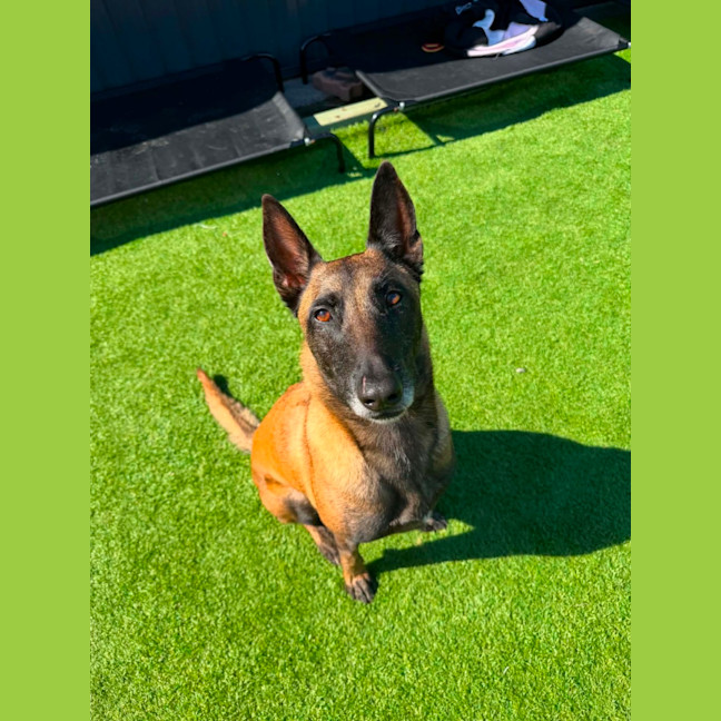 Photo of Shadow