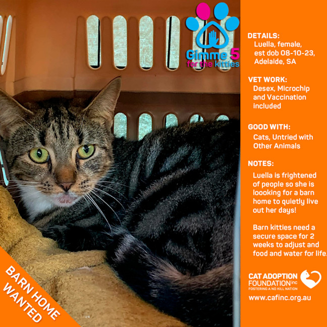 Photo of Luella   Barn Kitty   Adoption Fee Waived!