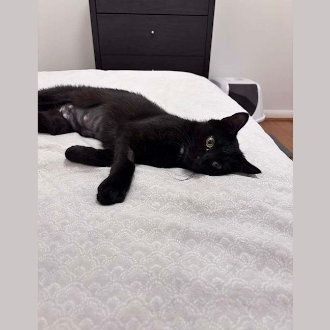 Photo of Soxie