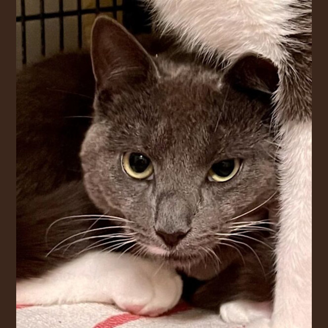 Photo of Magnus & Sterling