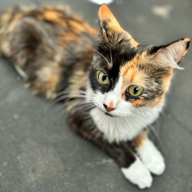 Photo of Bells