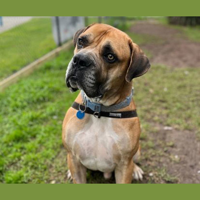 Photo of Goliath