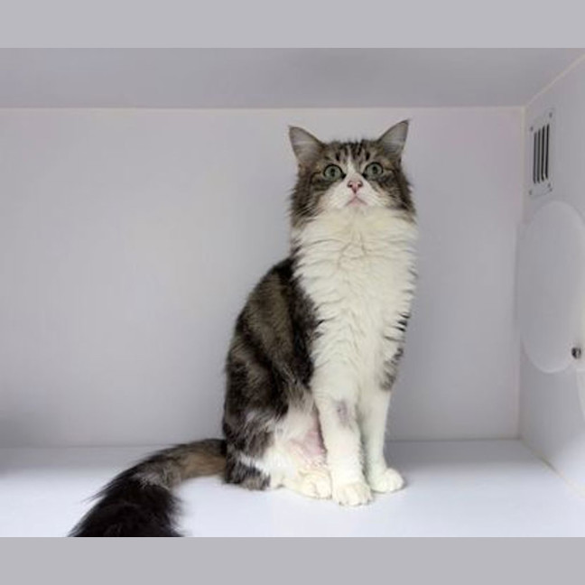 Photo of Daisy