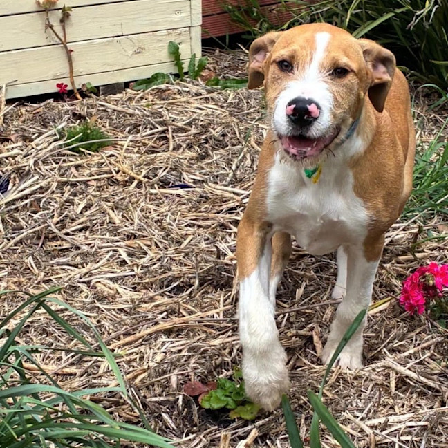 Photo of Sparky
