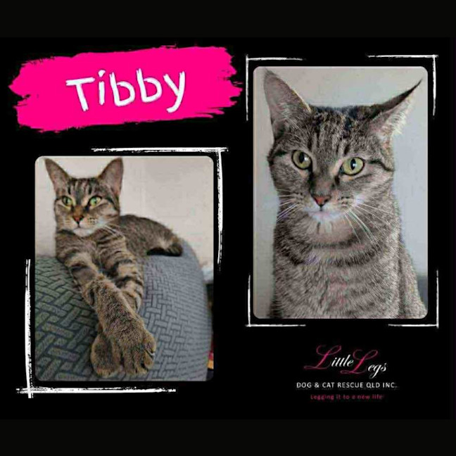 Photo of Tibby