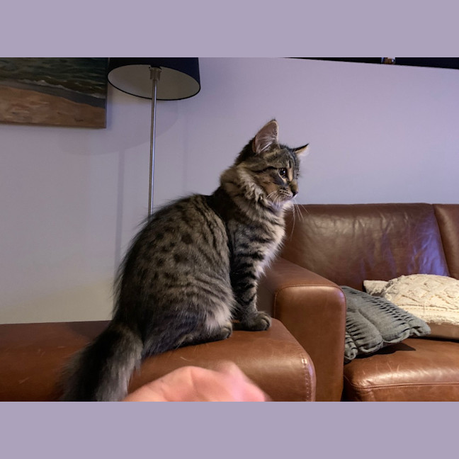 Photo of Ziggy