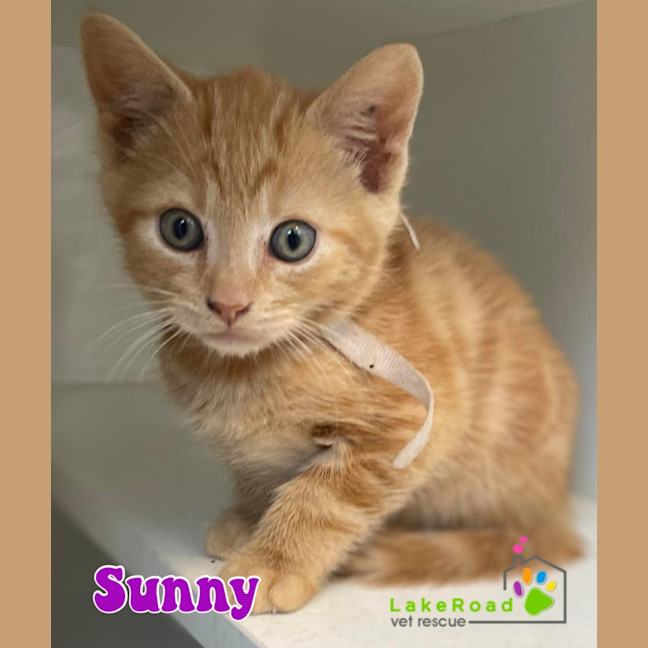 Photo of Sunny