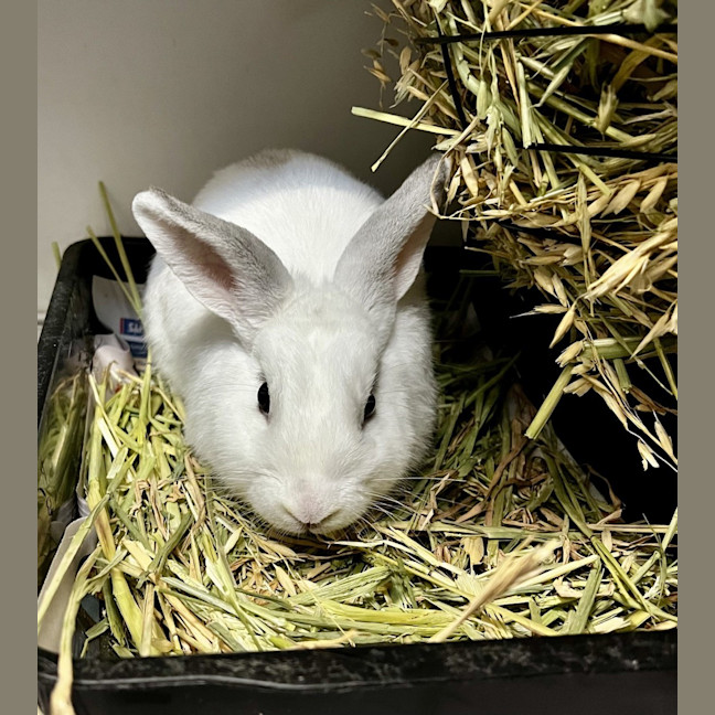 Photo of Benji