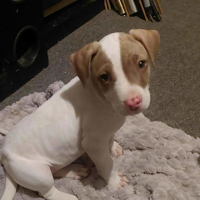 Photo of Little Tee