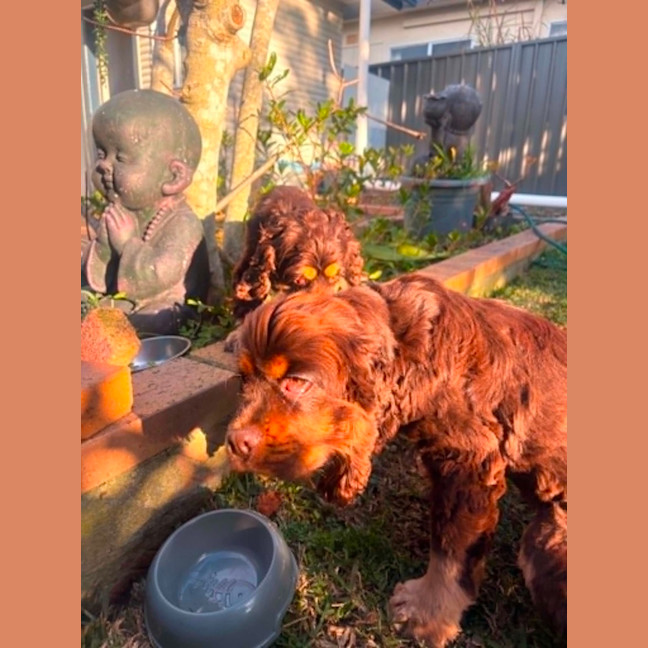 Photo of Remi