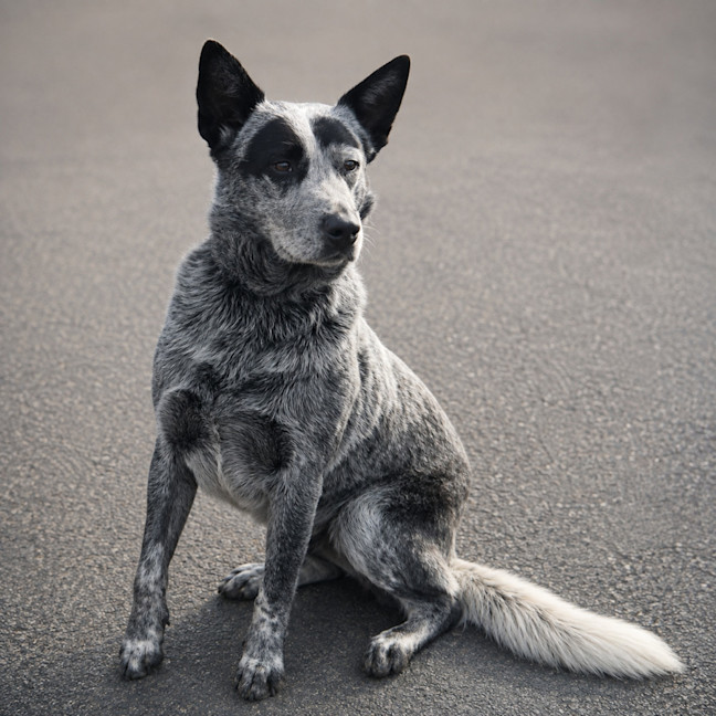 Photo of Bandit