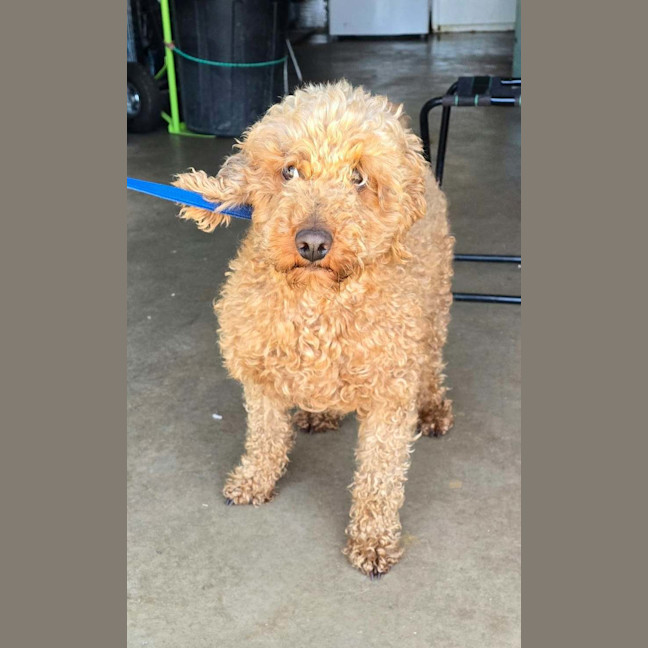 Photo of Angus