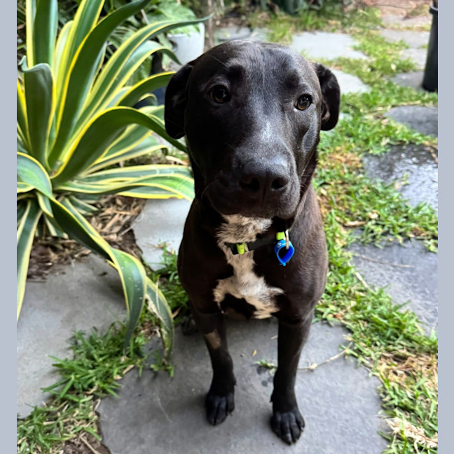 Photo of Bobby *$350 Adoption Fee*