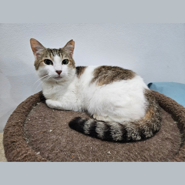 Photo of Opal