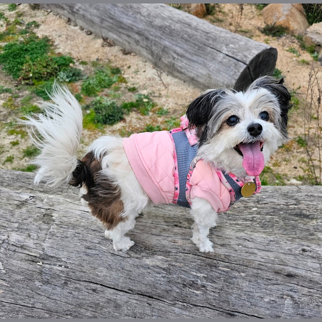 Photo of Senorita