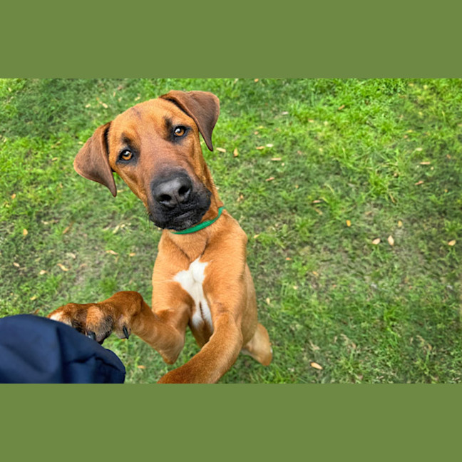 Photo of Rex
