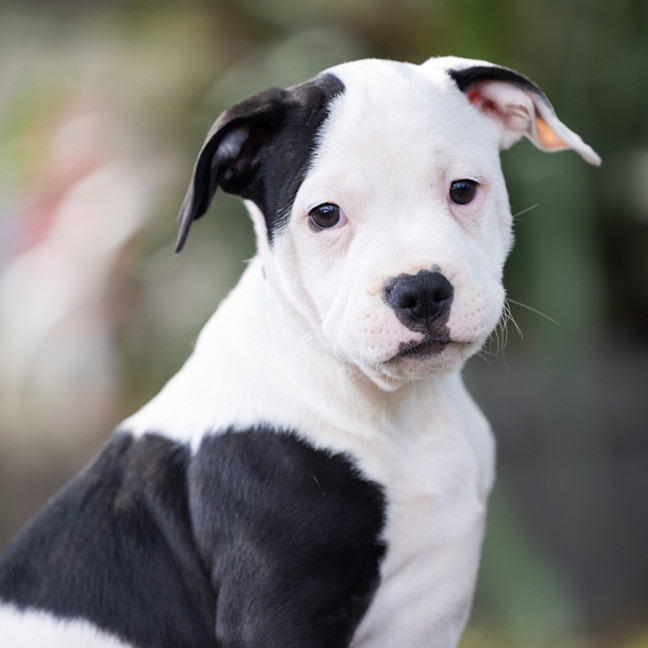 Photo of Patch