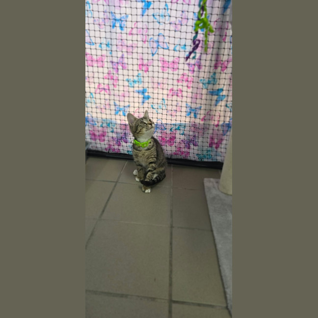 Photo of Dini