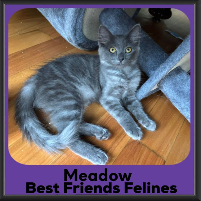 Photo of Meadow