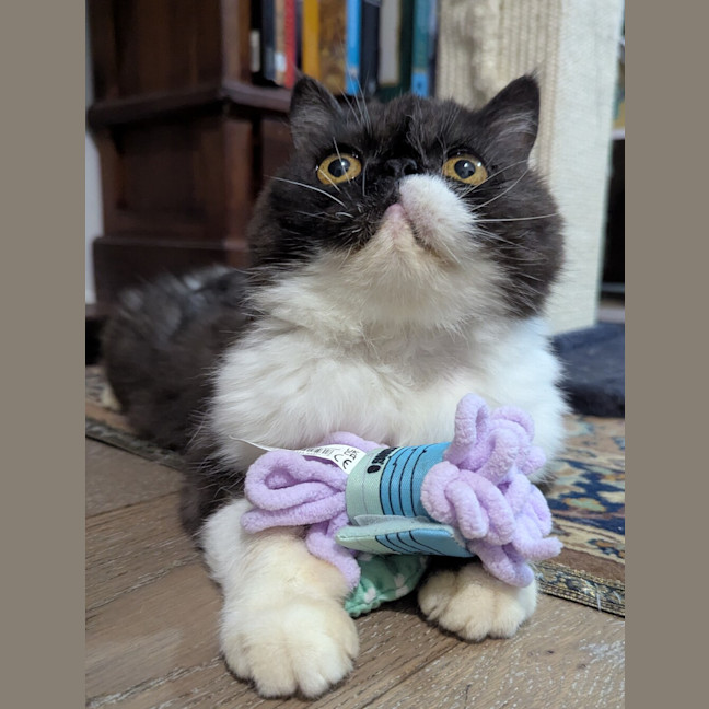 Photo of Penny