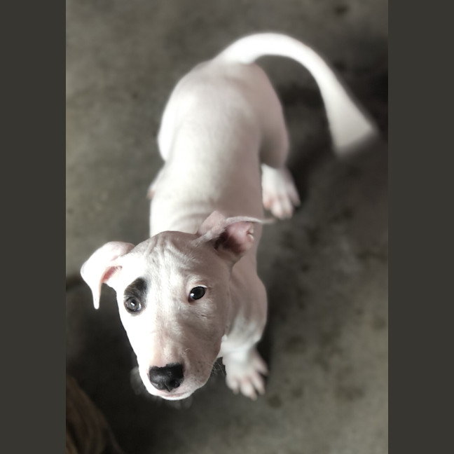 Photo of Sadie 