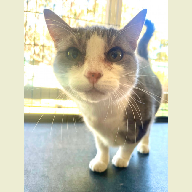 Photo of Munchkin