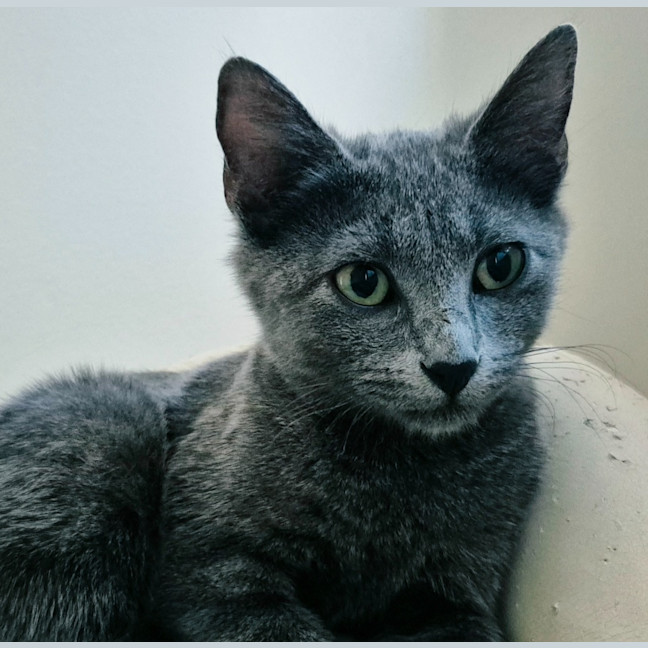 Photo of Sapphire