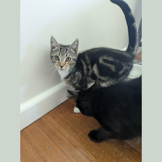 Photo of Hugo *9 Lives Project Rescue*