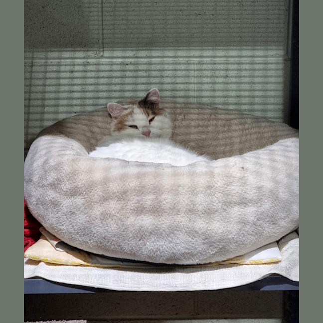 Photo of Little Puss