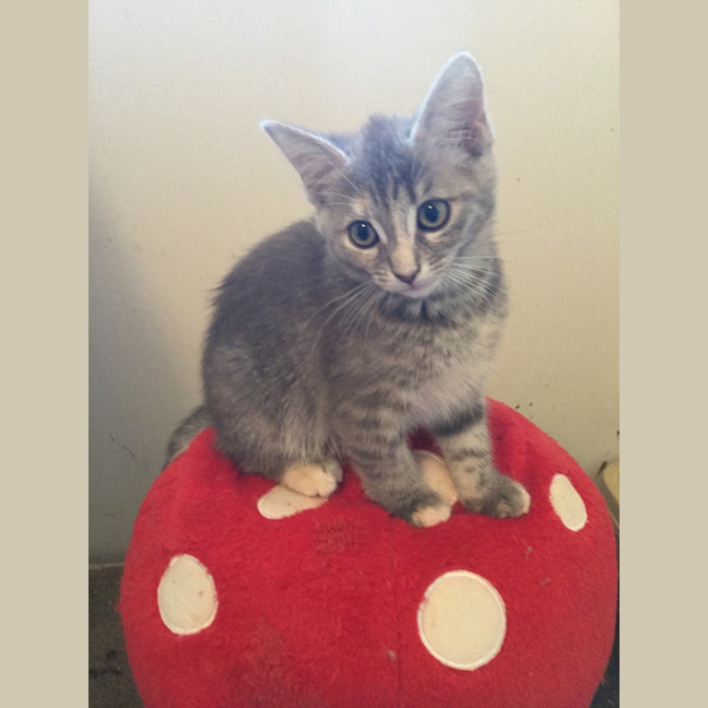 Photo of Lola