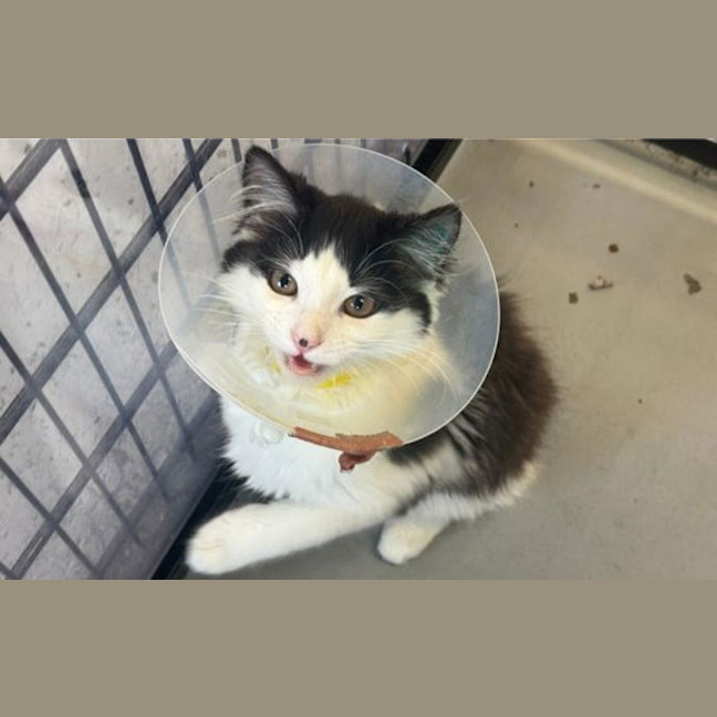 Photo of Pumpkin