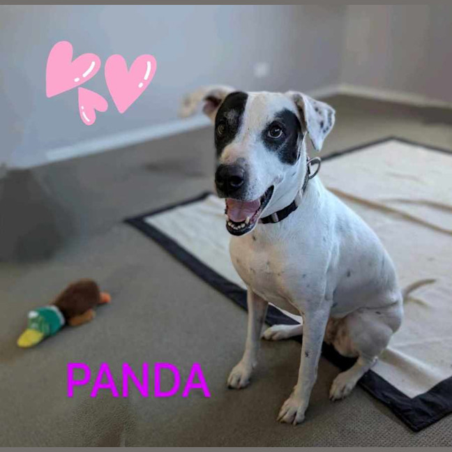 Photo of Panda 