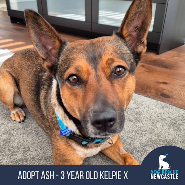 Photo of Ash   3 Year Old Kelpie X (Trial)