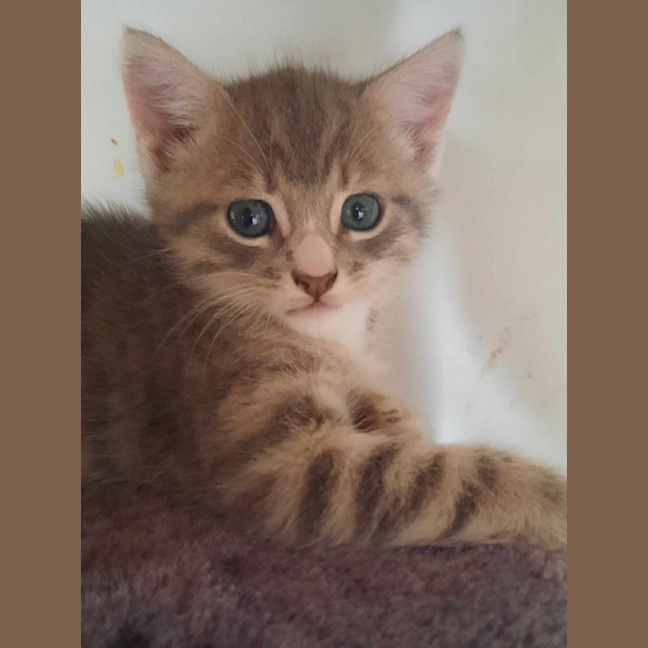 Photo of Rambo