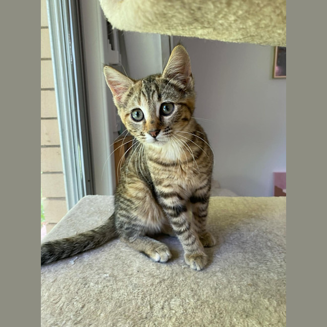 Photo of Melody 