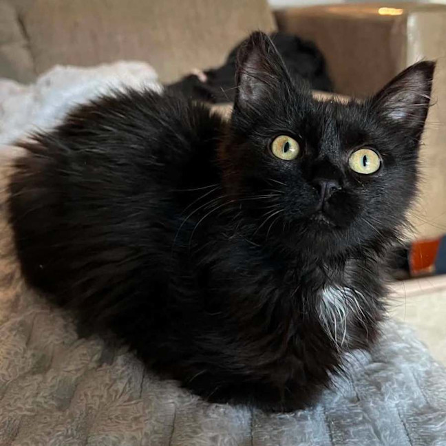 Photo of 14365   Olive
