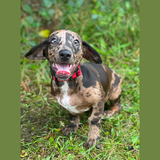 Photo of Otto