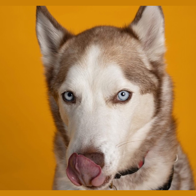 Photo of Milo