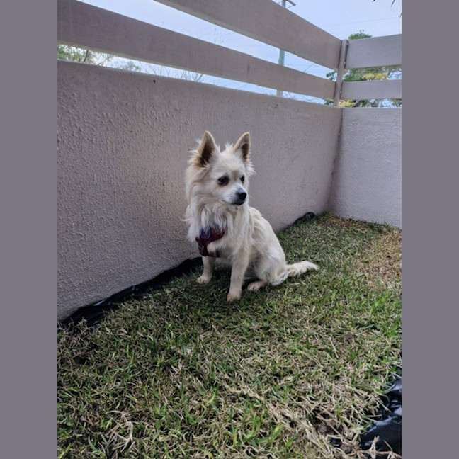 Photo of Dumpling   10 Month Old Pomeranian X Spitz