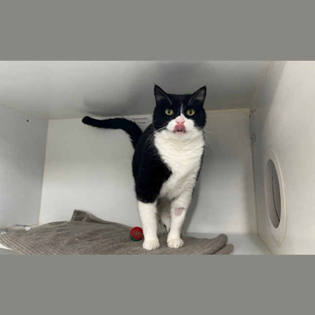Photo of Harvey