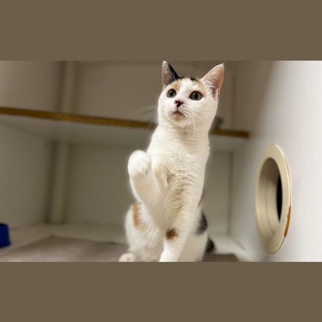 Photo of Callie
